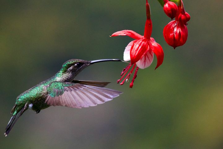 11 Plants for Hummingbird Migration in Delaware