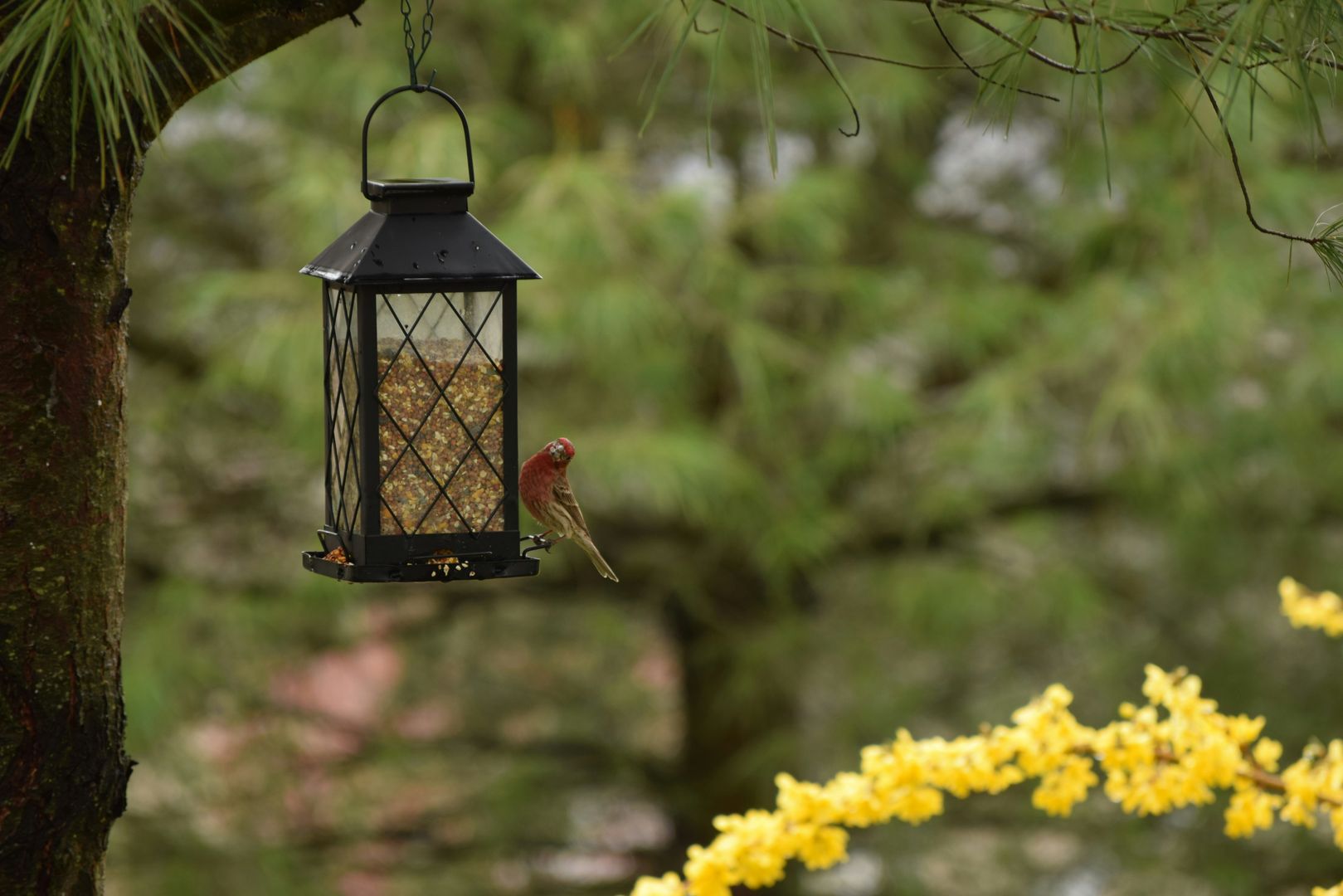 bird feeder in yard