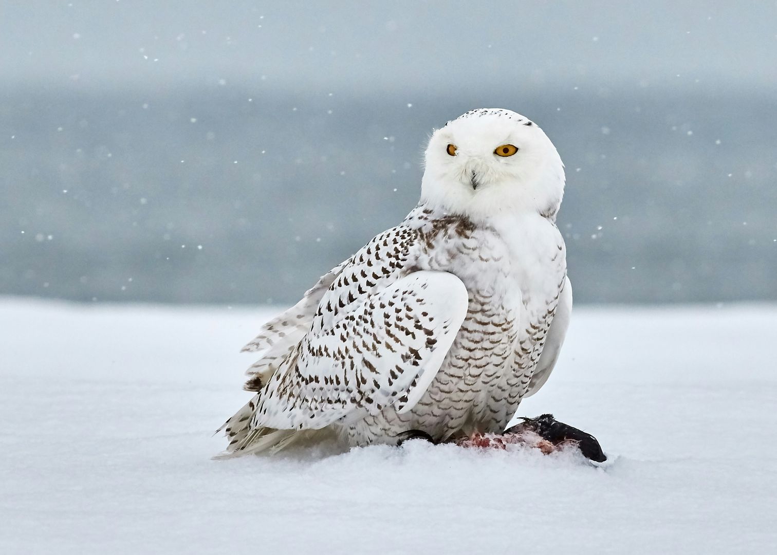 A Snowy Owl in the snow