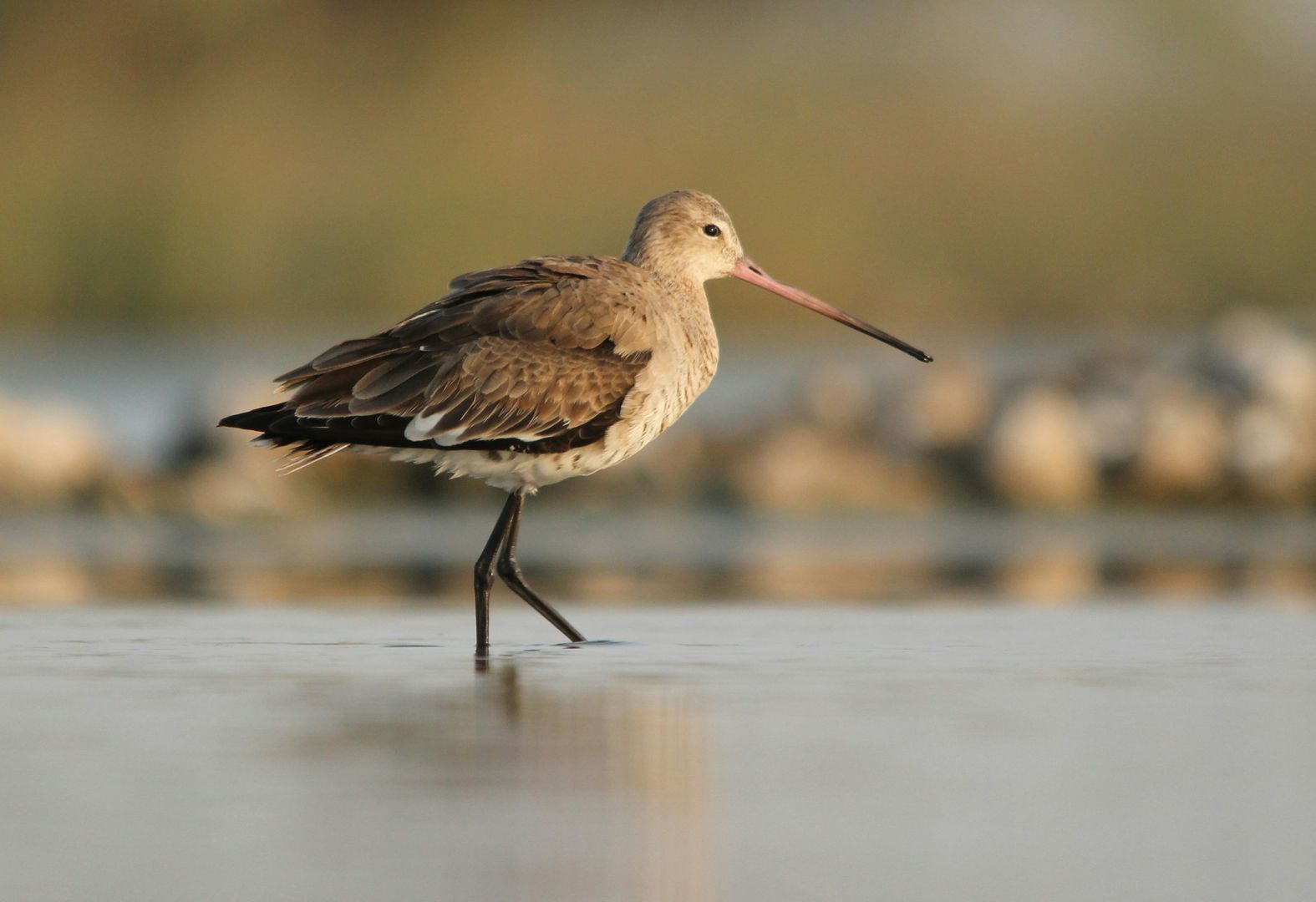 Bar-Tailed Godwit