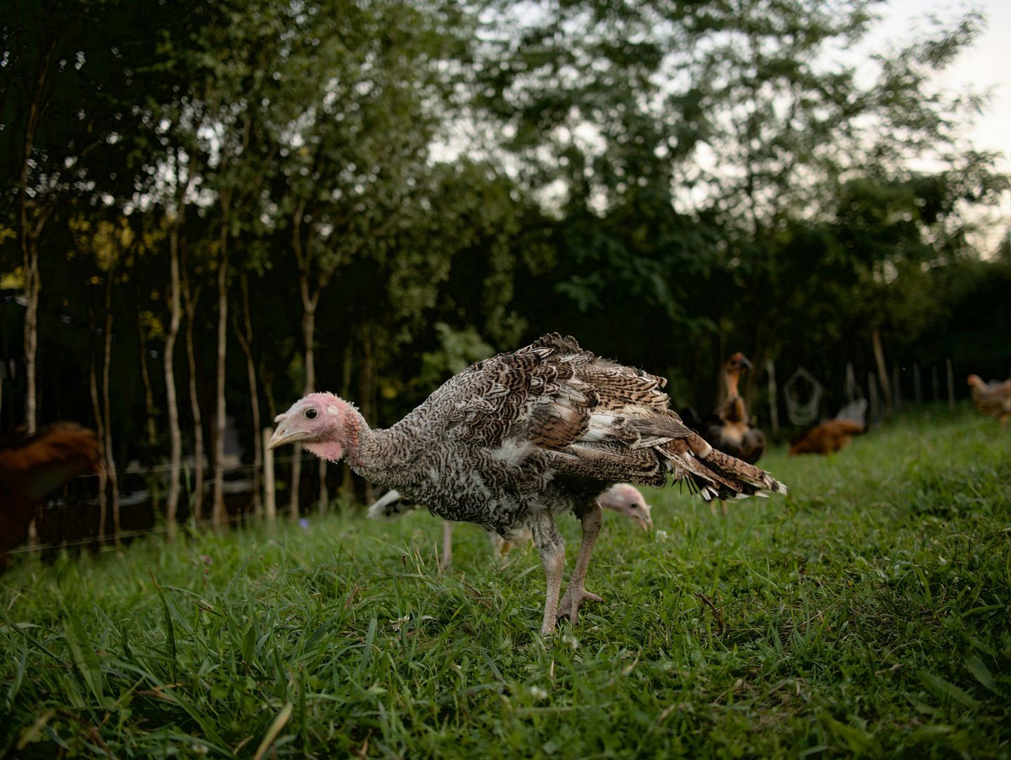 A juvenile turkey