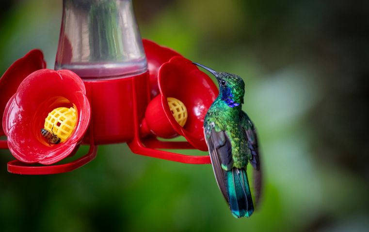 11 Plants to Attract Hummingbirds in Connecticut