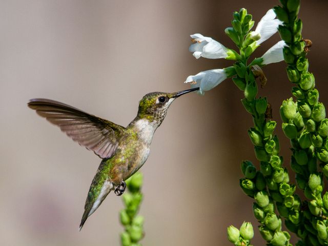 Hummingbirds in Wisconsin: 10 Plants to Attract Them