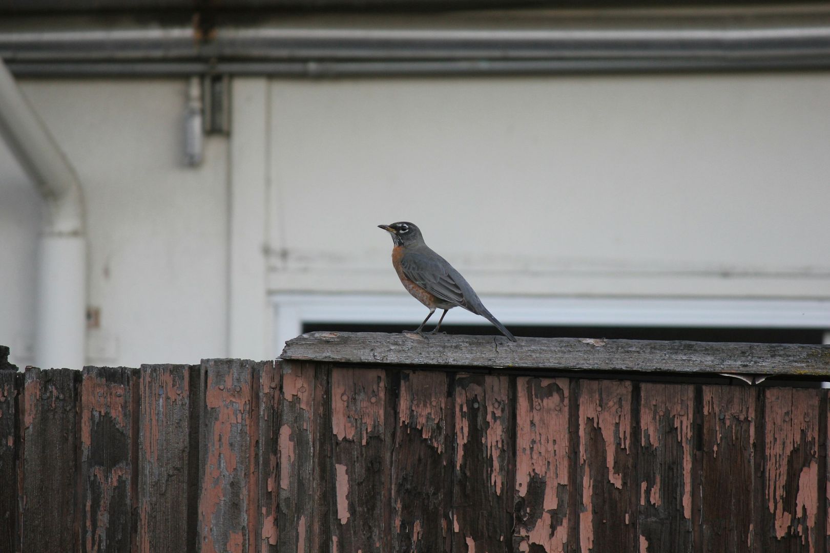 American Robin
