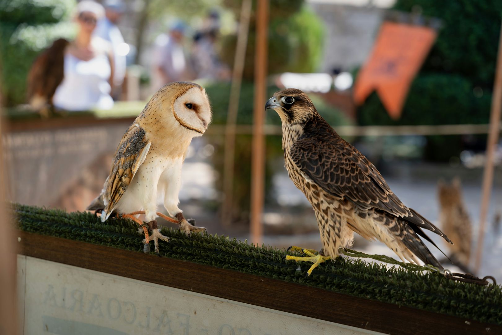 A falcon and an owl