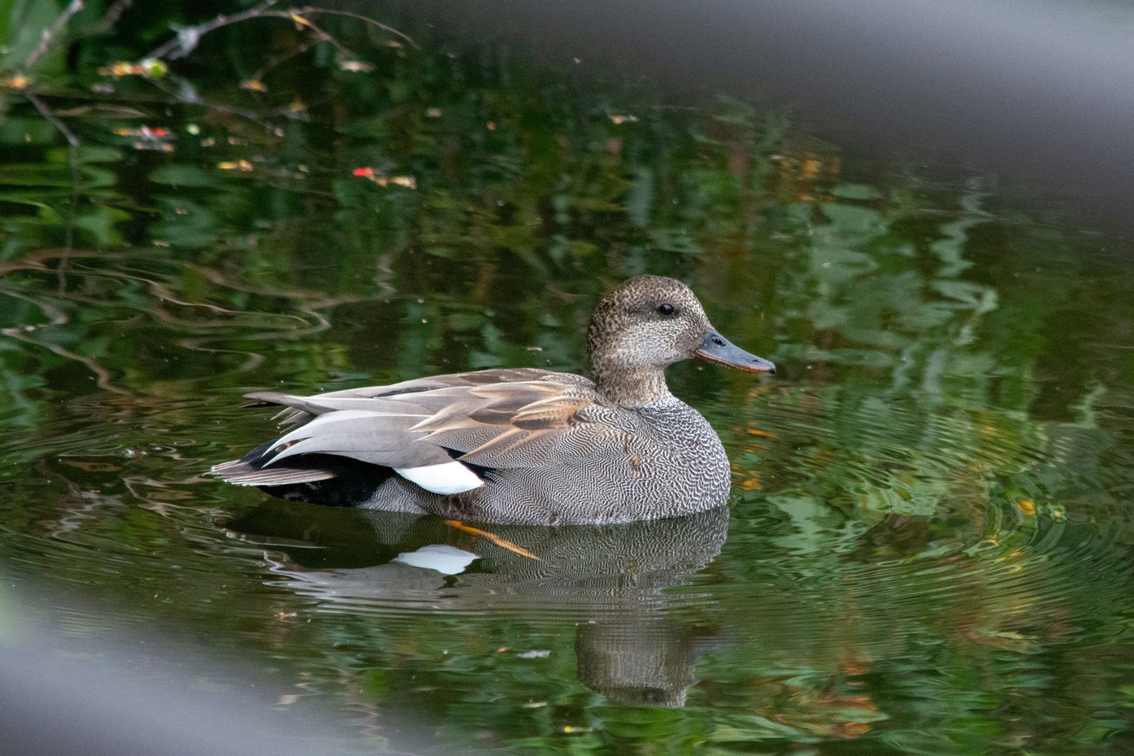 A Gadwall duck swimming