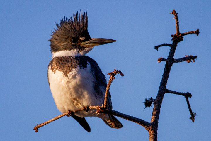 Bird Watching Groups in Tennessee: The Complete Club Directory
