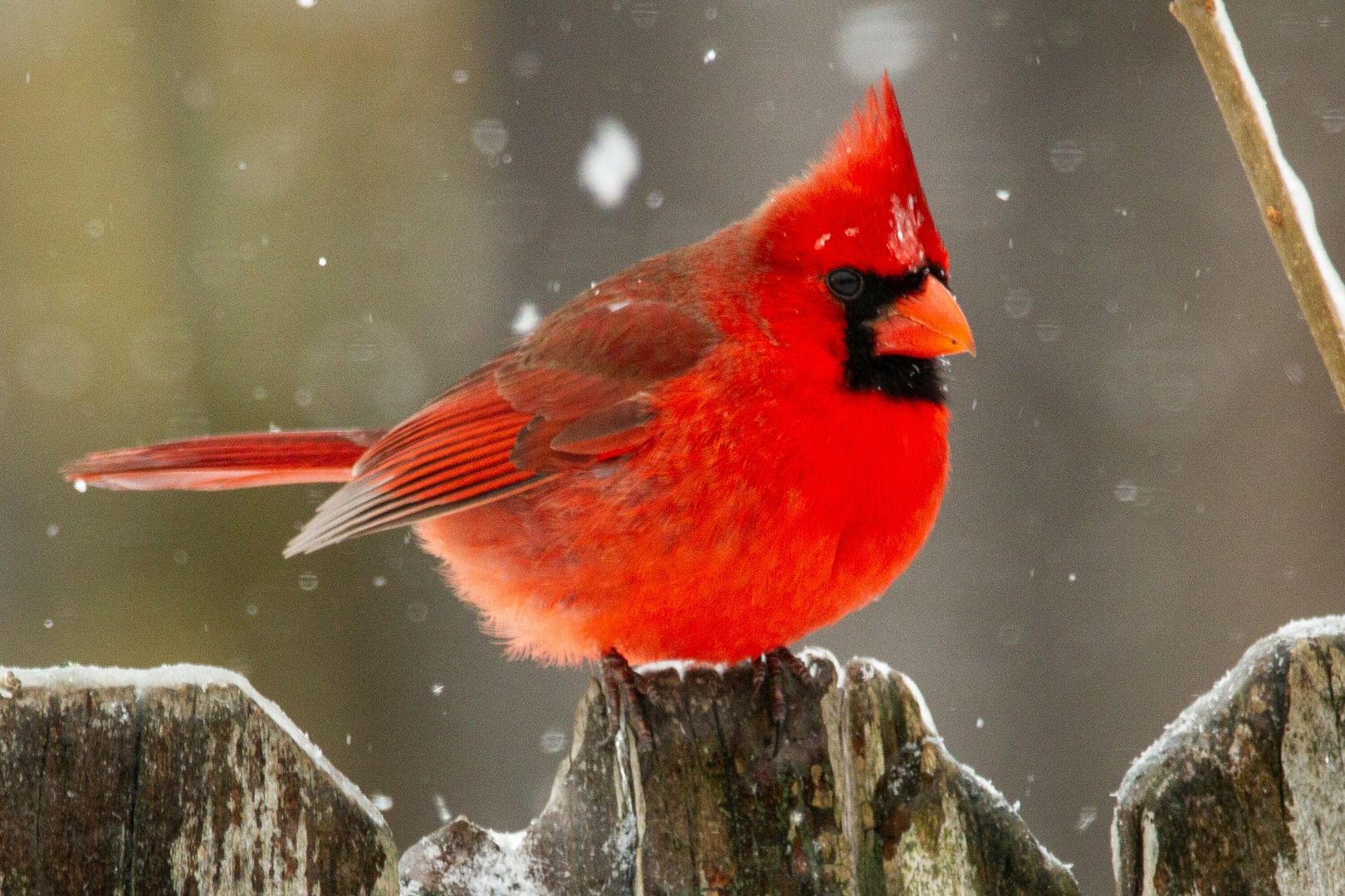 A Northern Cardinal atop a wooden fence