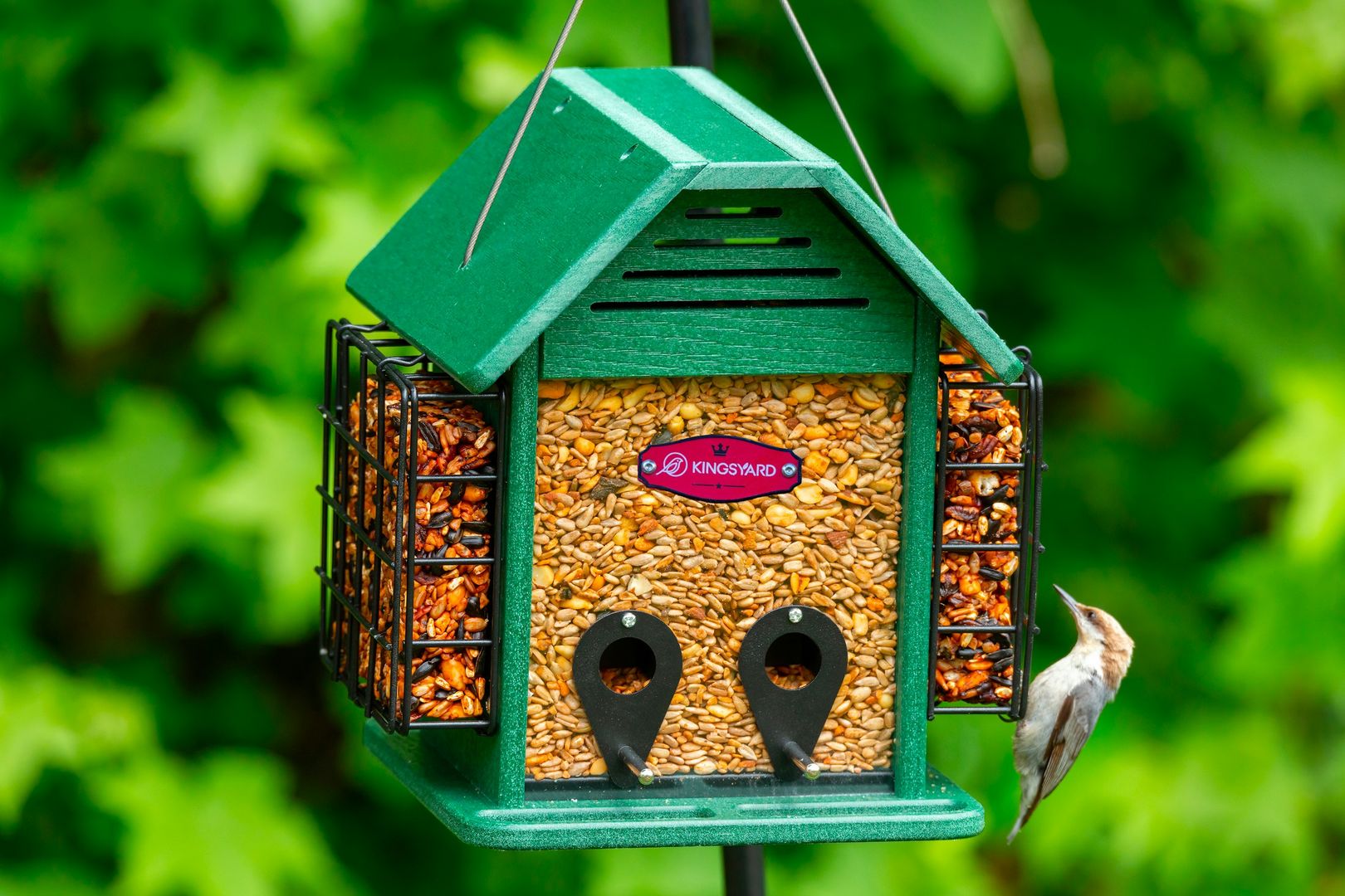 Brown-headed Nuthatch