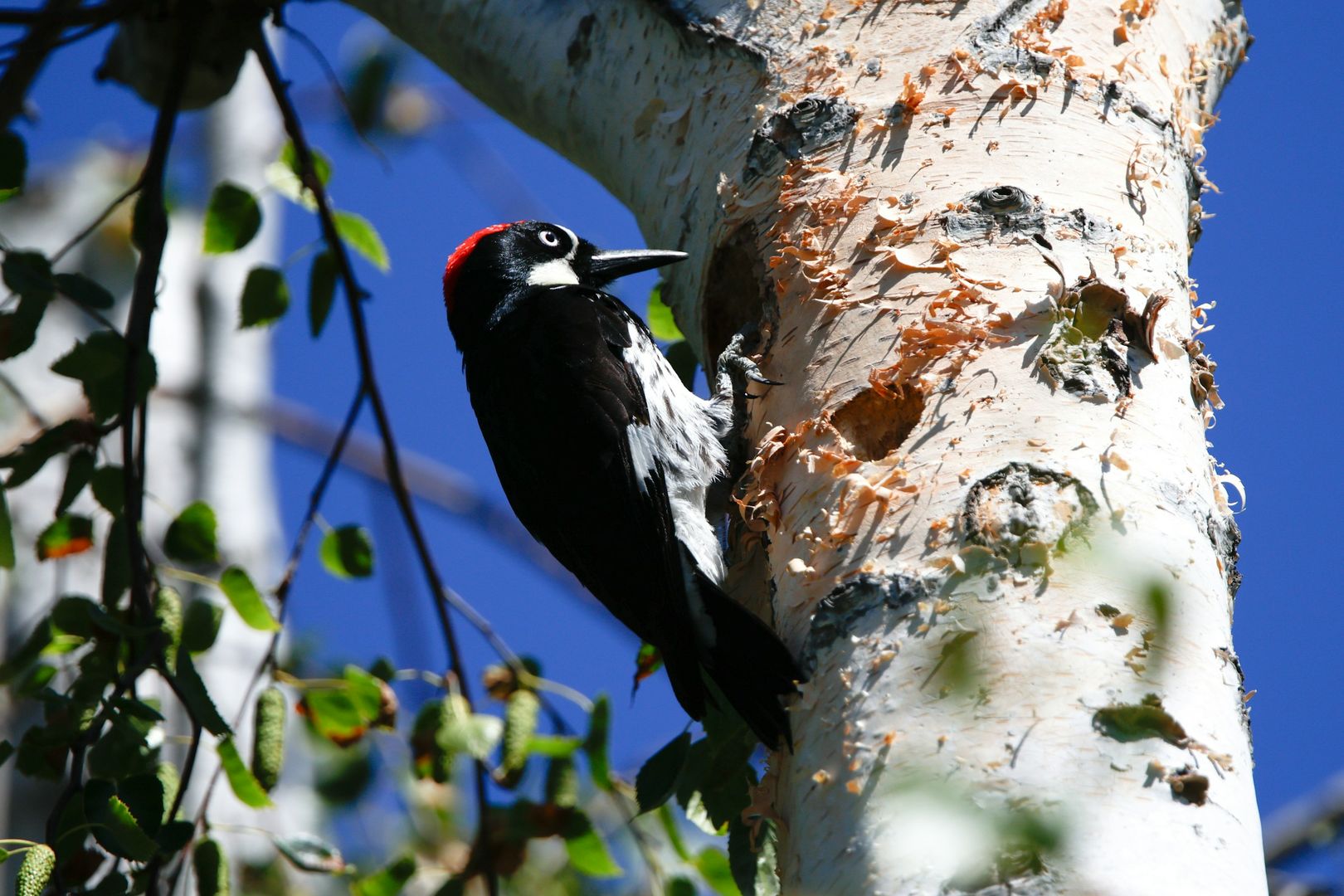 Acorn Woodpecker