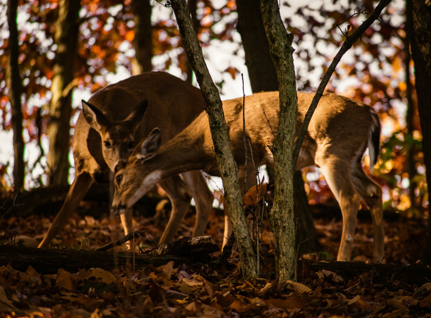 Two deer standing in the woods