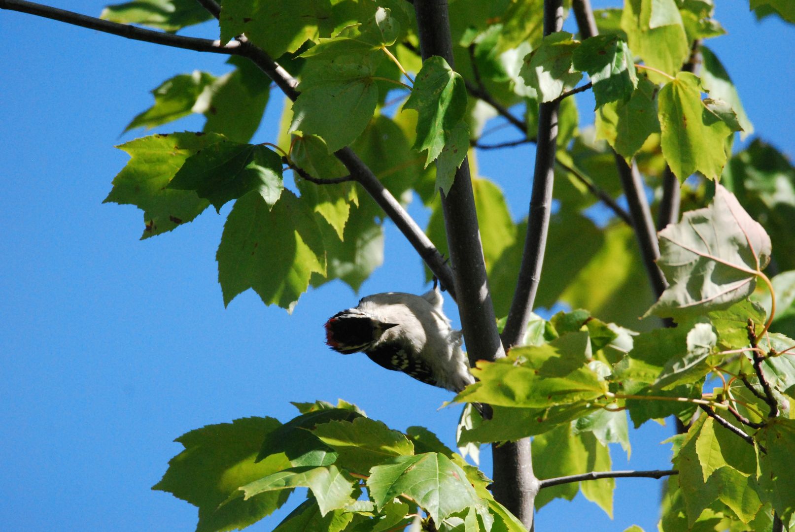 Downy Woodpecker