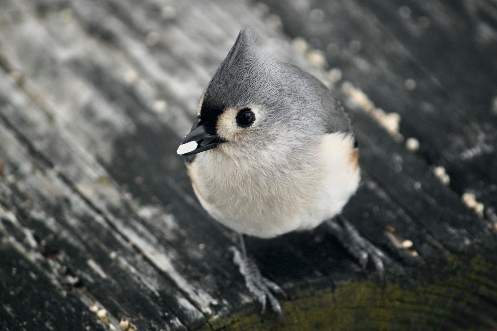 Tufted Titmouse