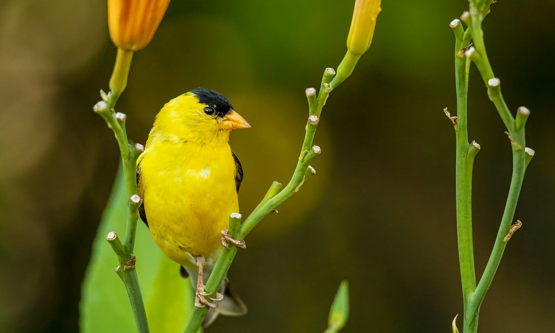 American Goldfinch