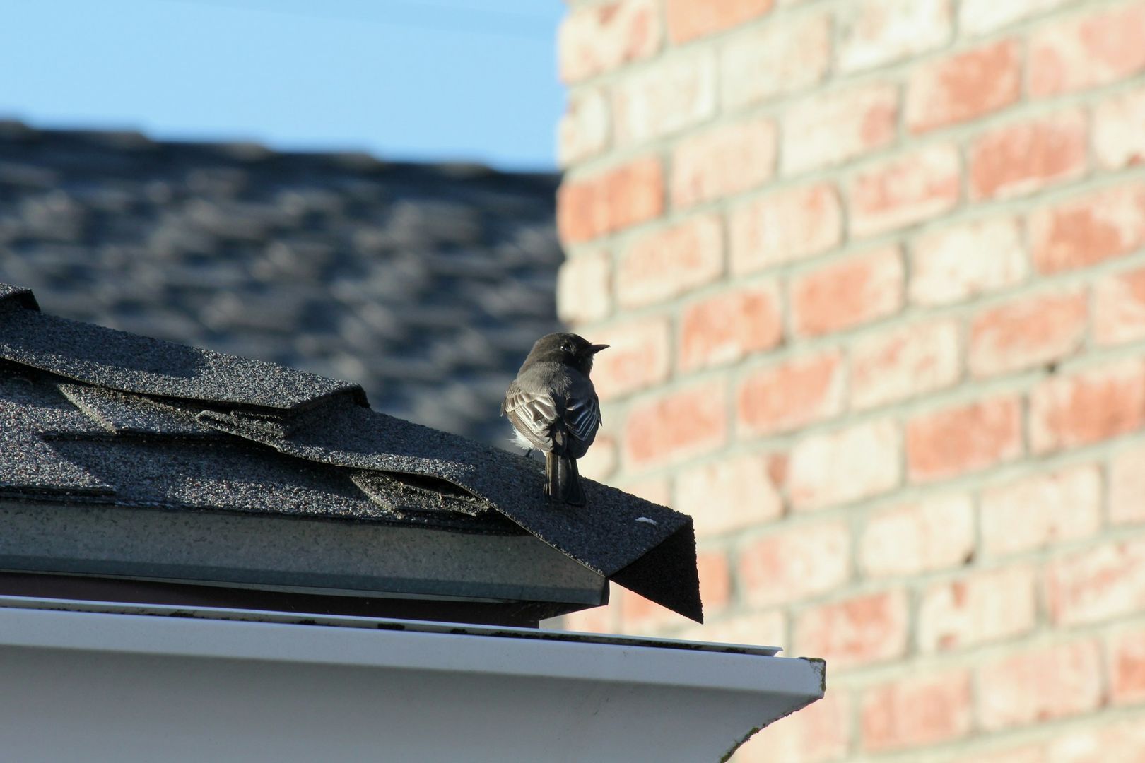 Black Phoebe