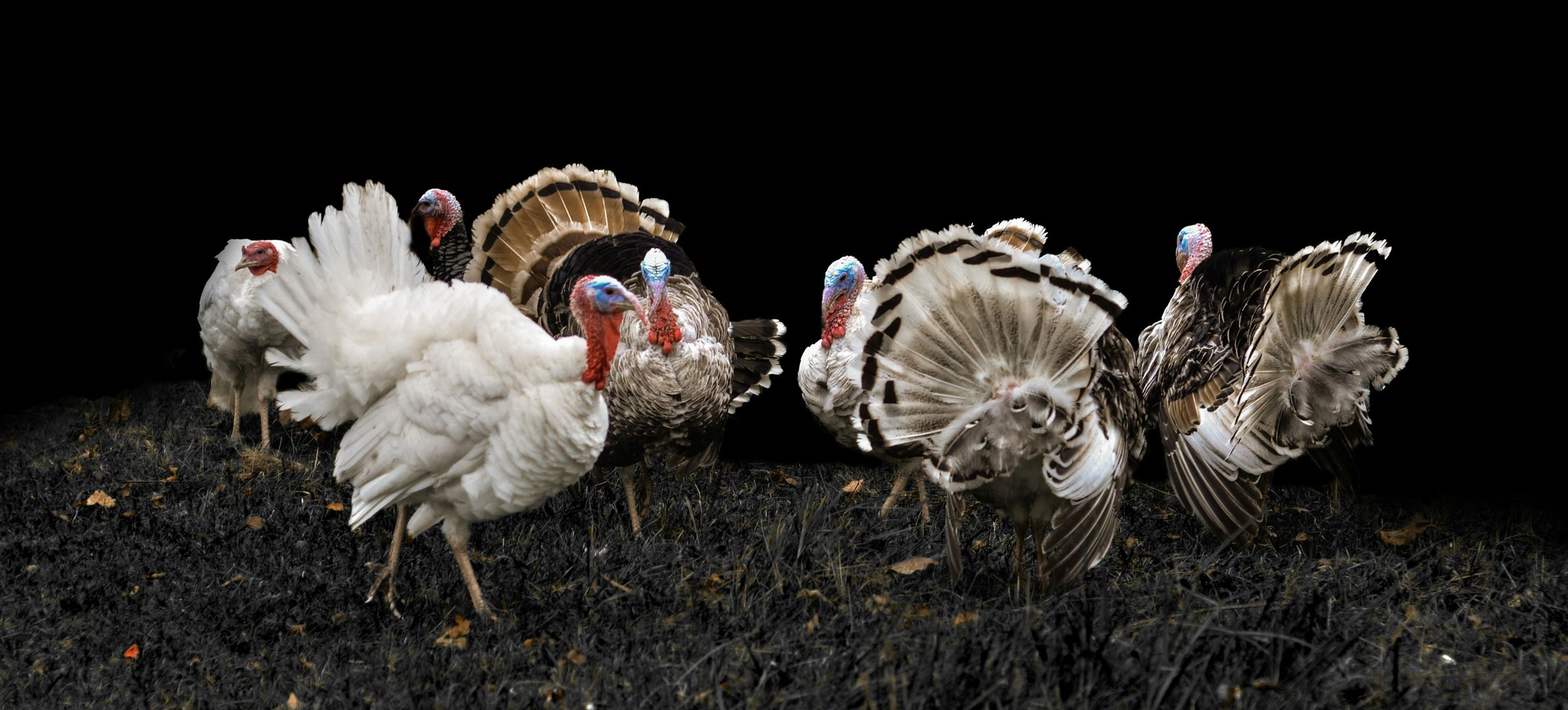 A group of turkeys