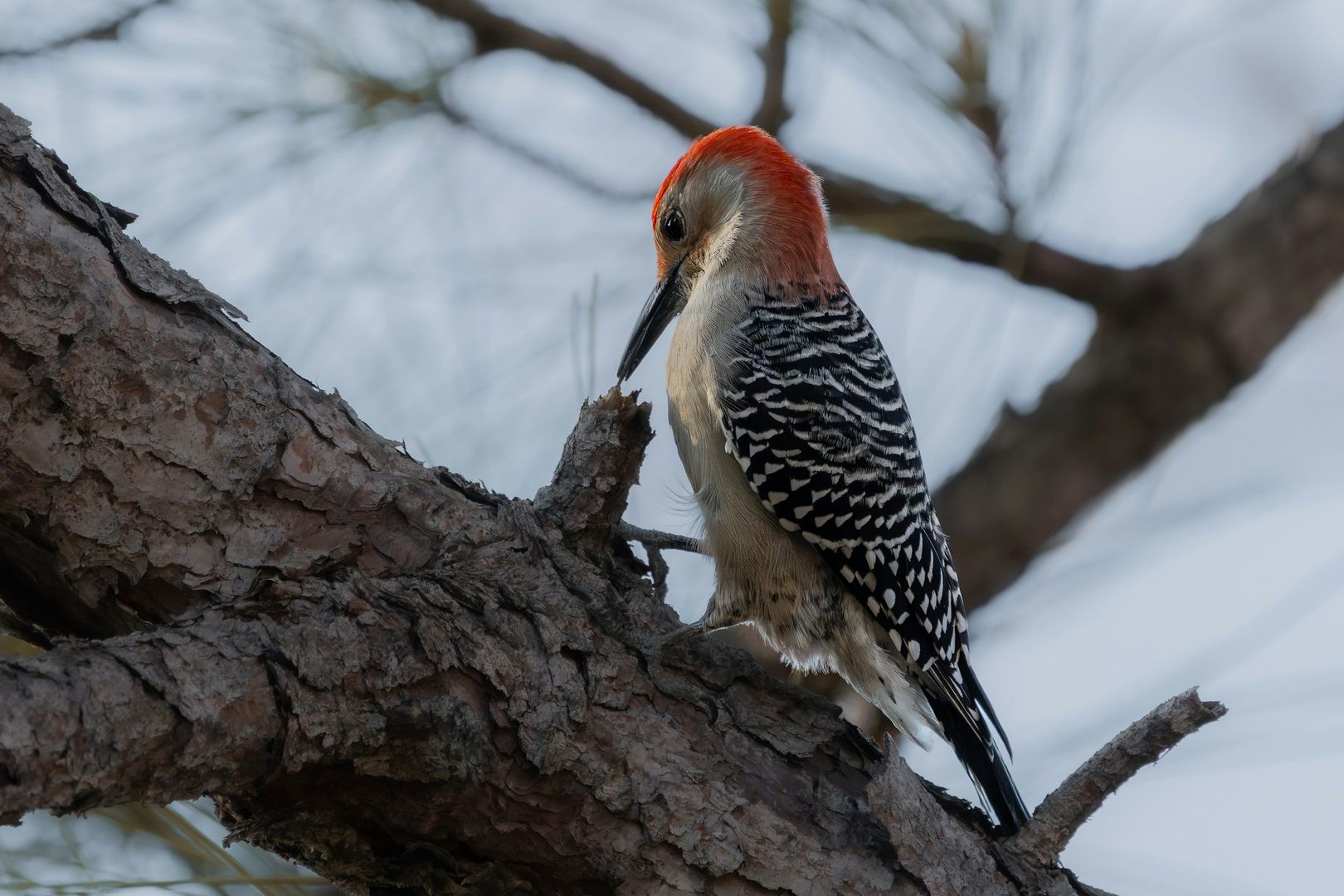 Red-bellied Woodpecker