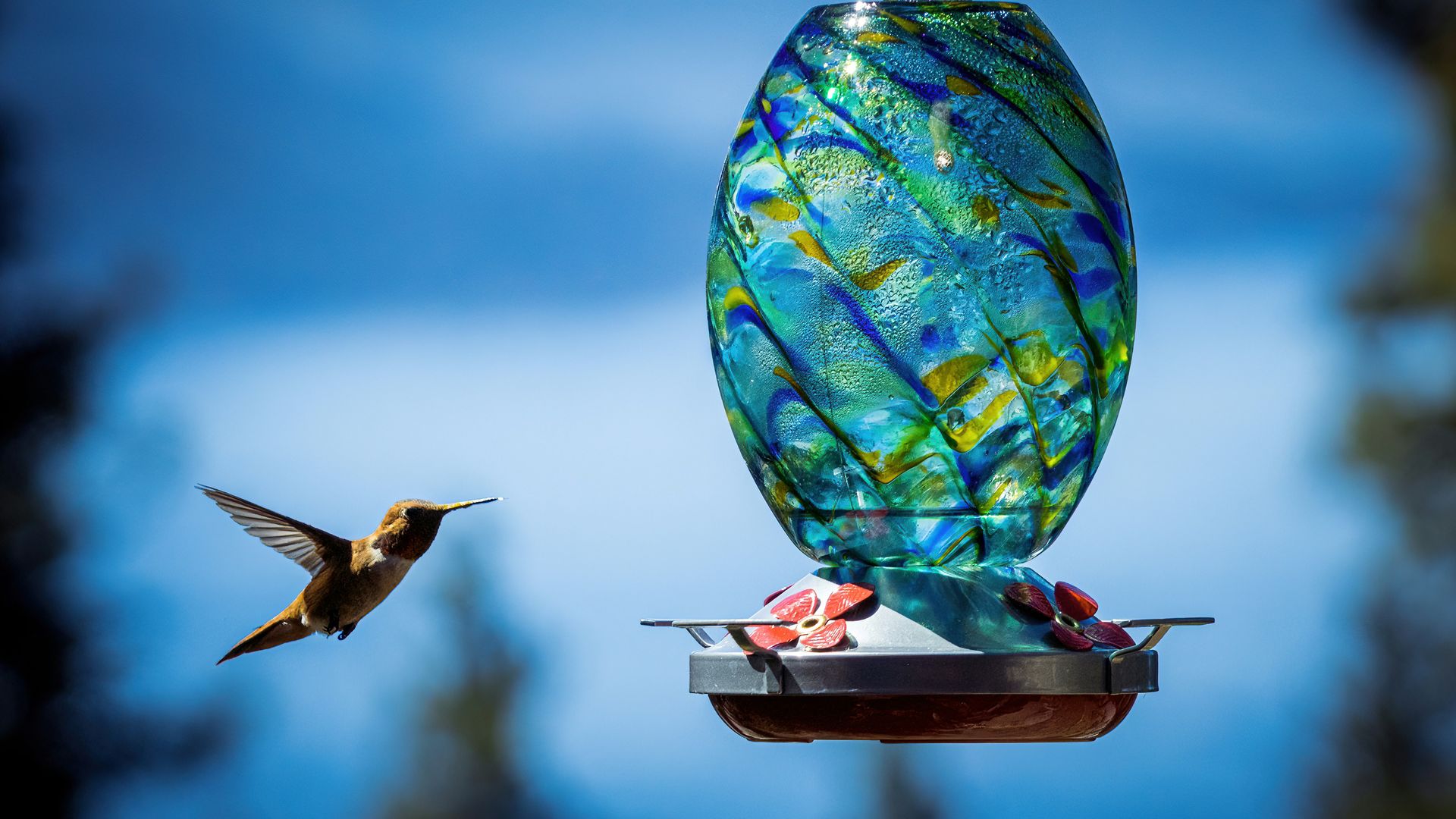 A hummingbird flying near a hummingbird feeder