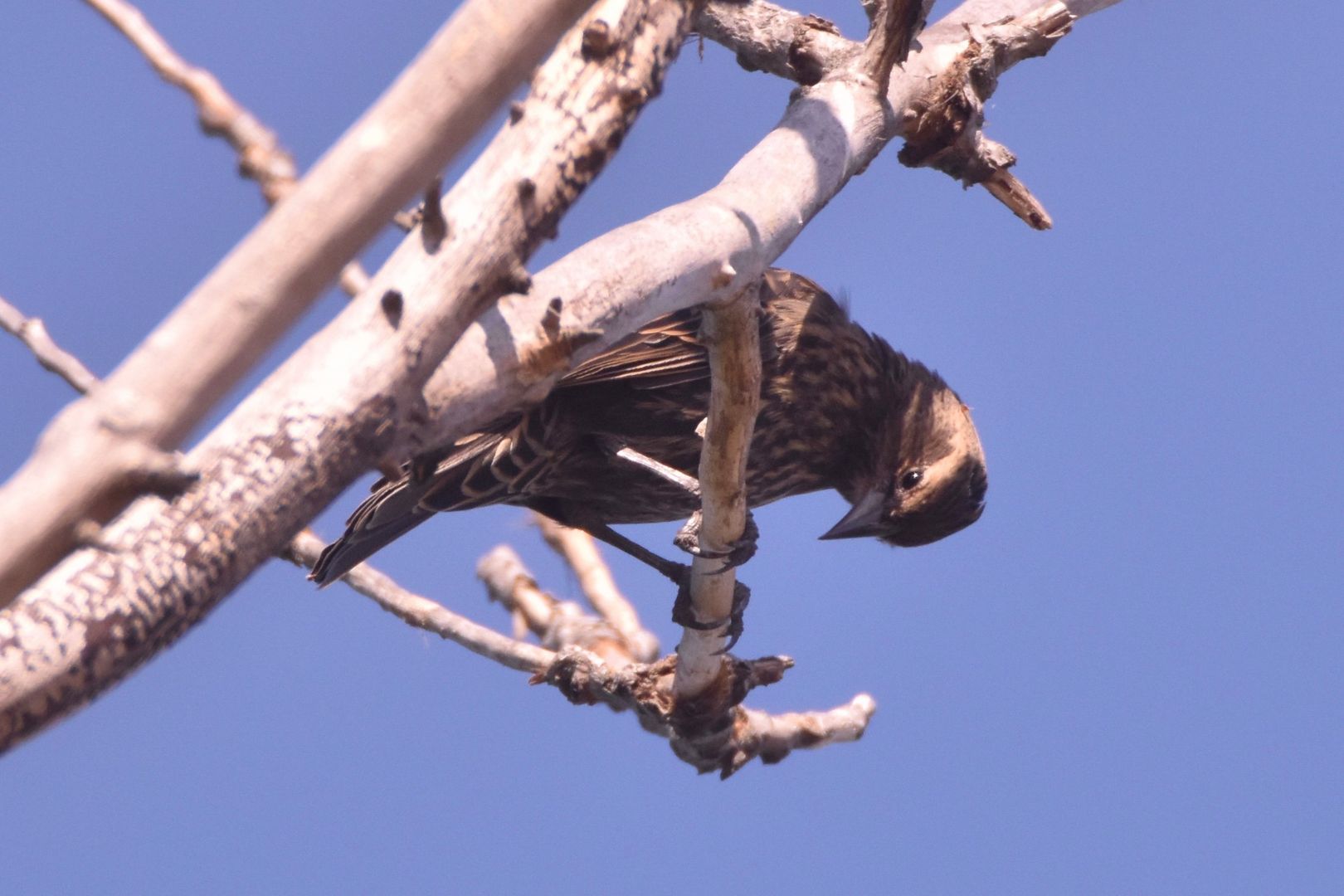 A Red-winged Blackbird perched on a tree branch
