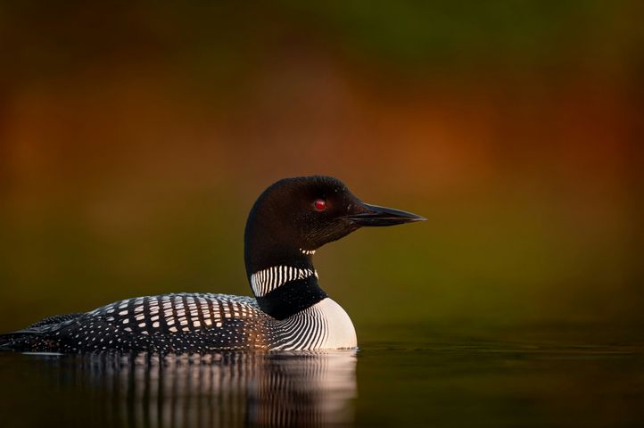 Bird Watching Groups in Minnesota: The Complete Club Directory