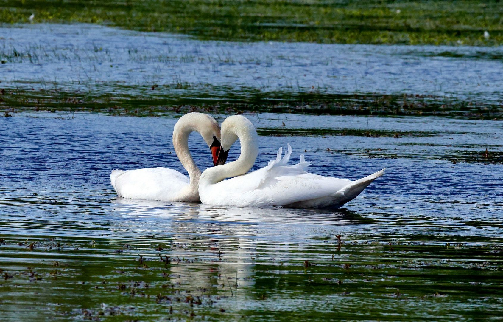 A pair of swans on a pond