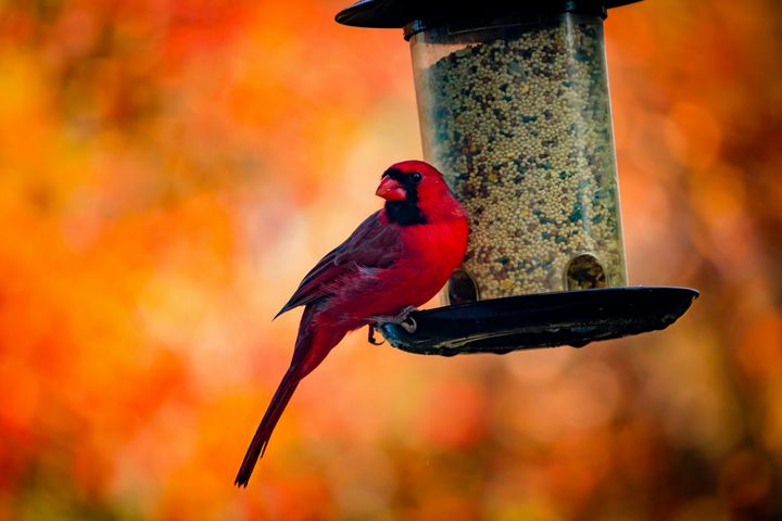 Fall Birds: 25 Birds to Look For This Autumn