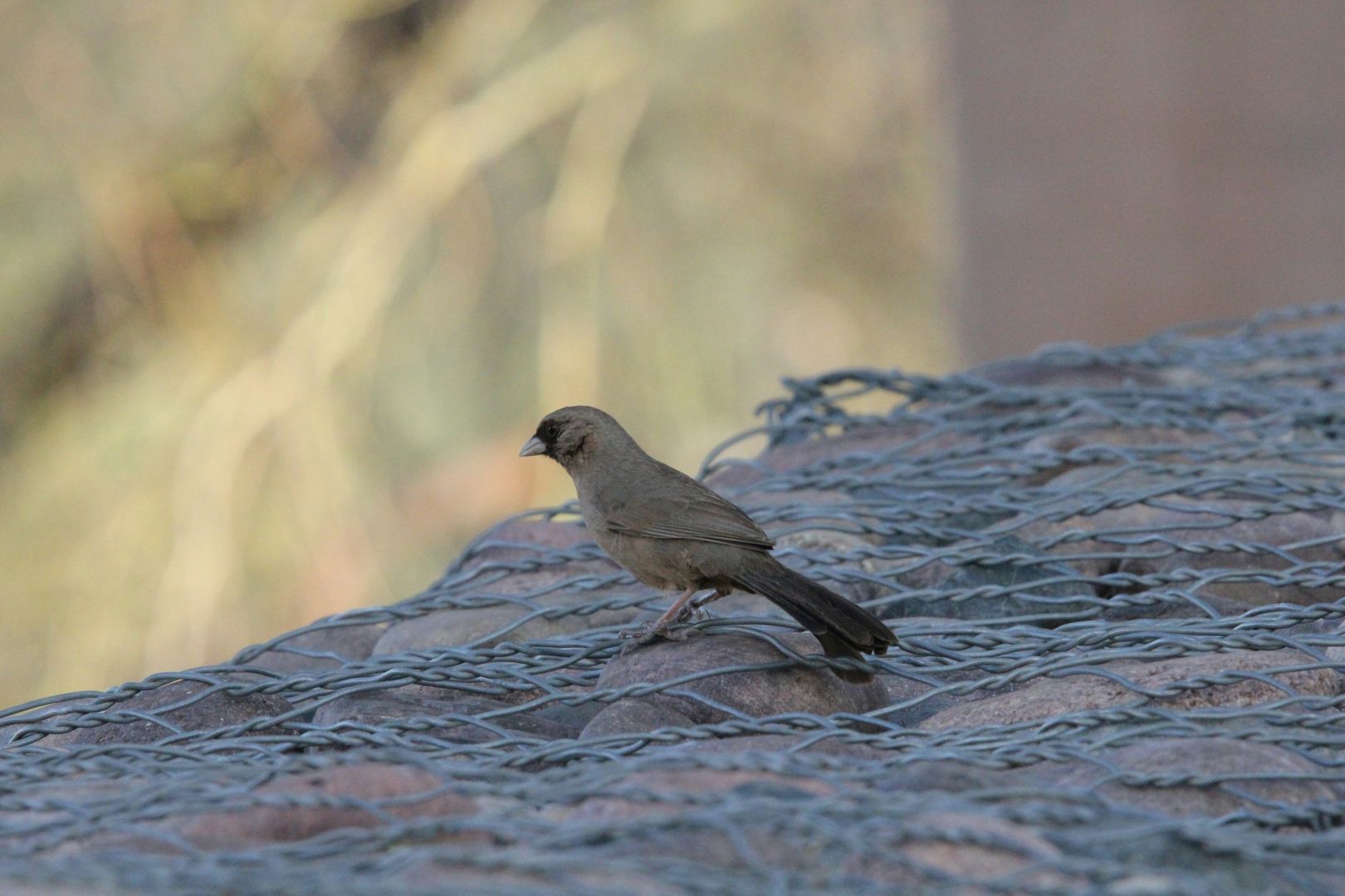Abert's Towhee