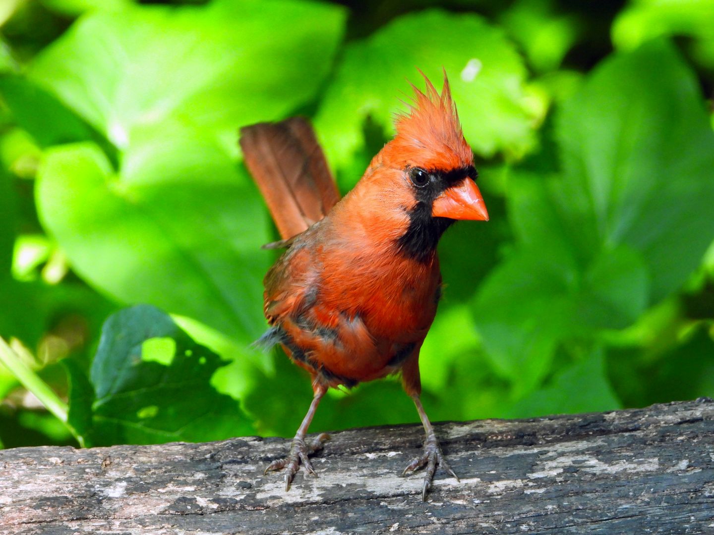 Northern Cardinal