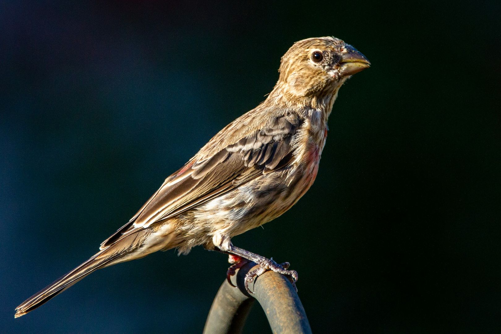 House Finch