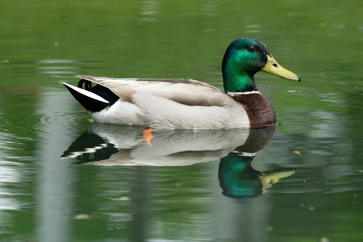What Can Ducks Eat? 8 Healthy Alternatives to Bread