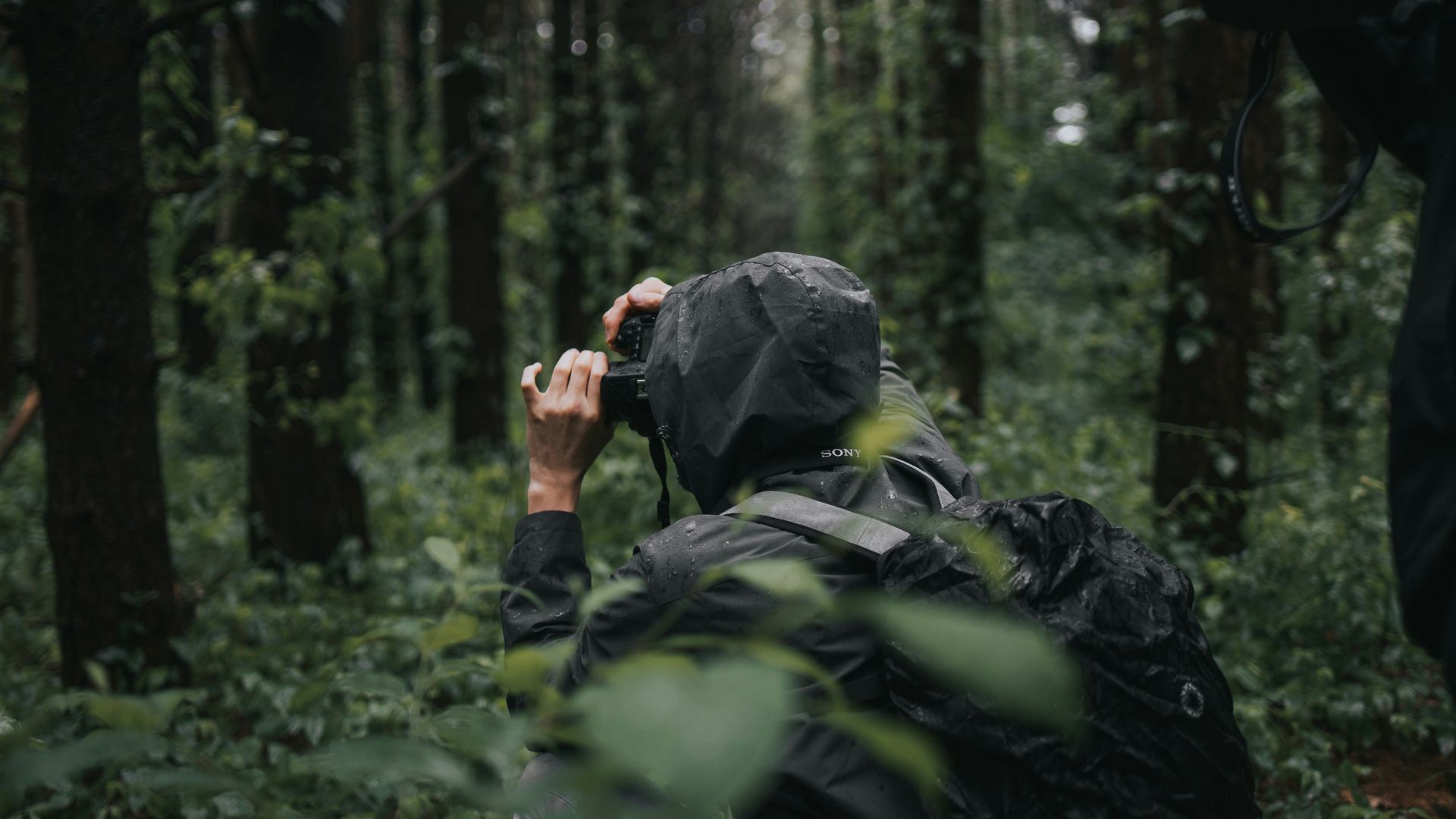 A person taking a photograph in the woods