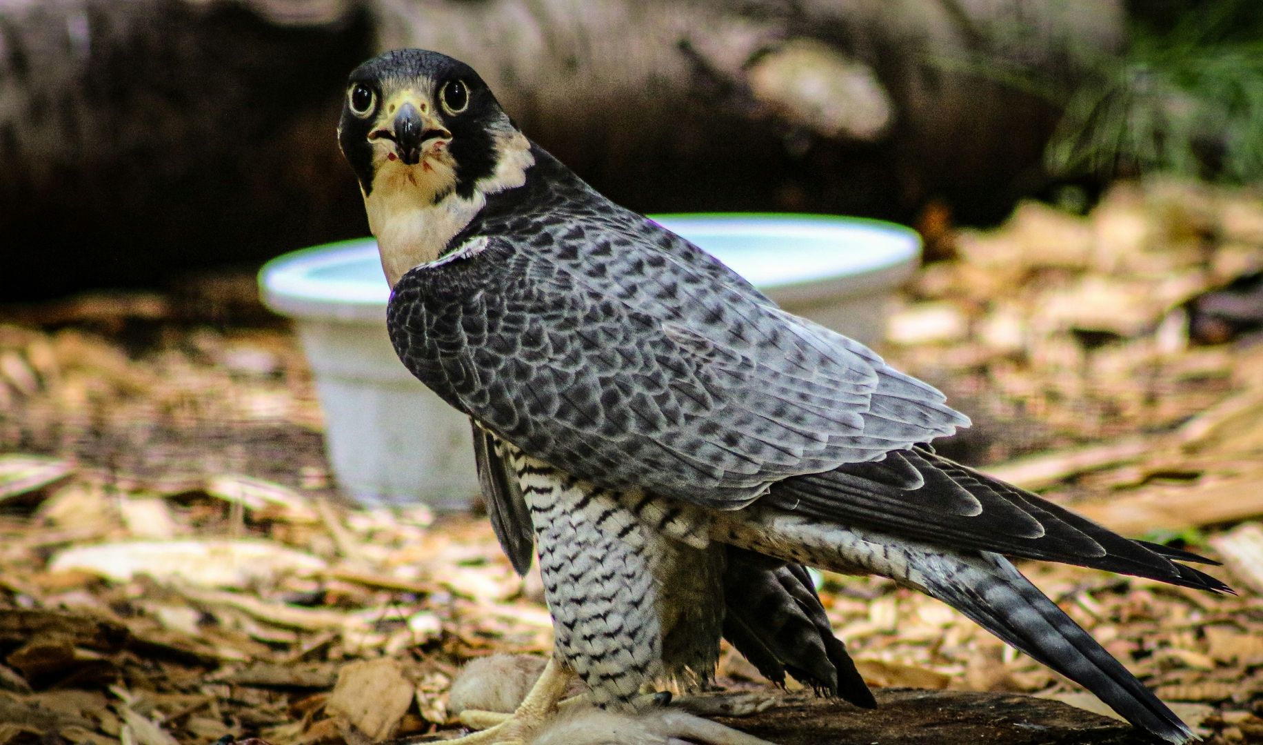 A Peregrine Falcon on the ground