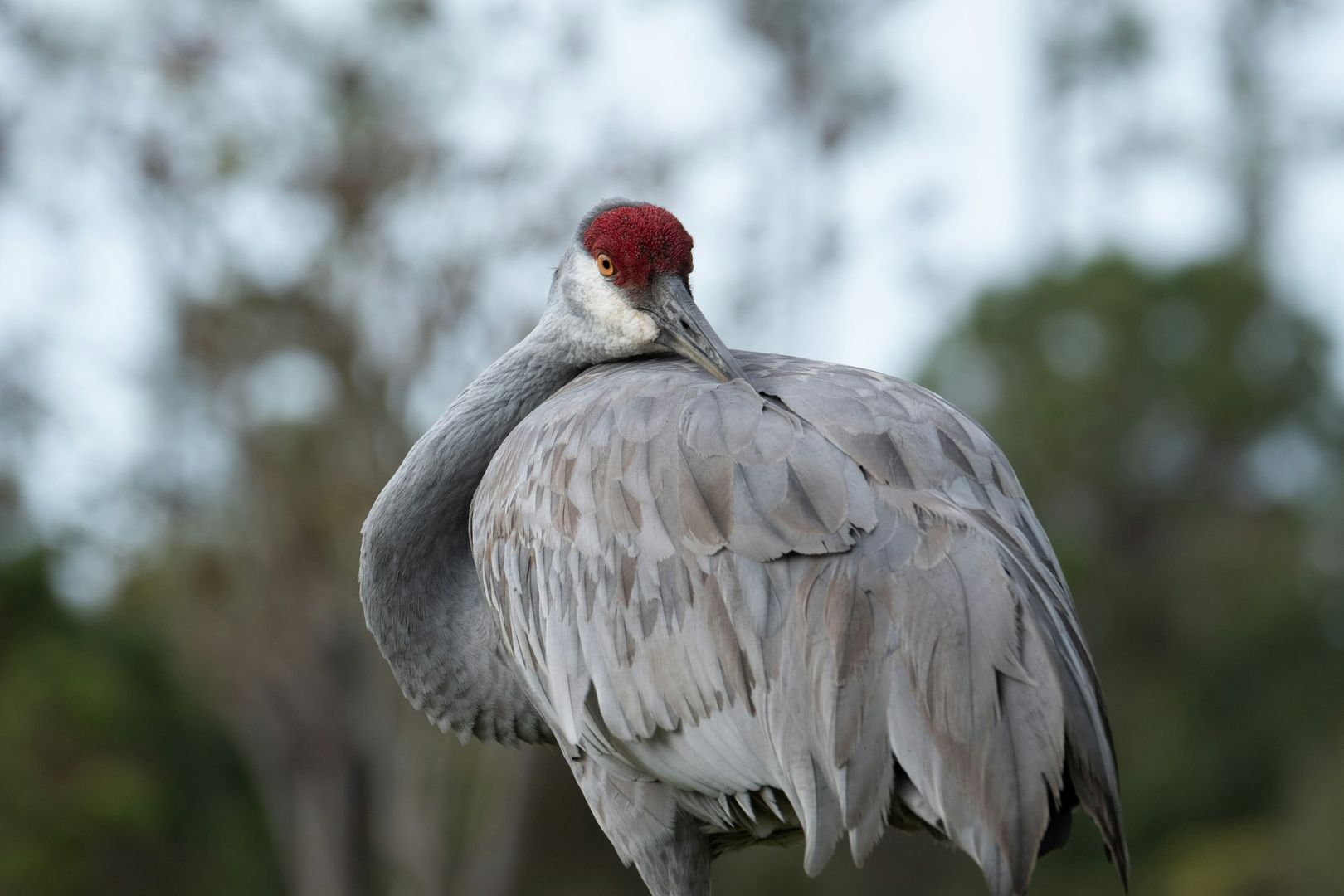 Sandhill Crane