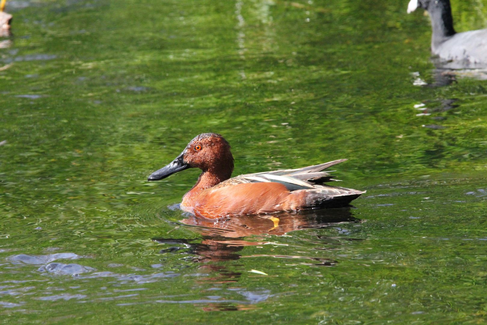 A Cinnamon Teal duck swimming