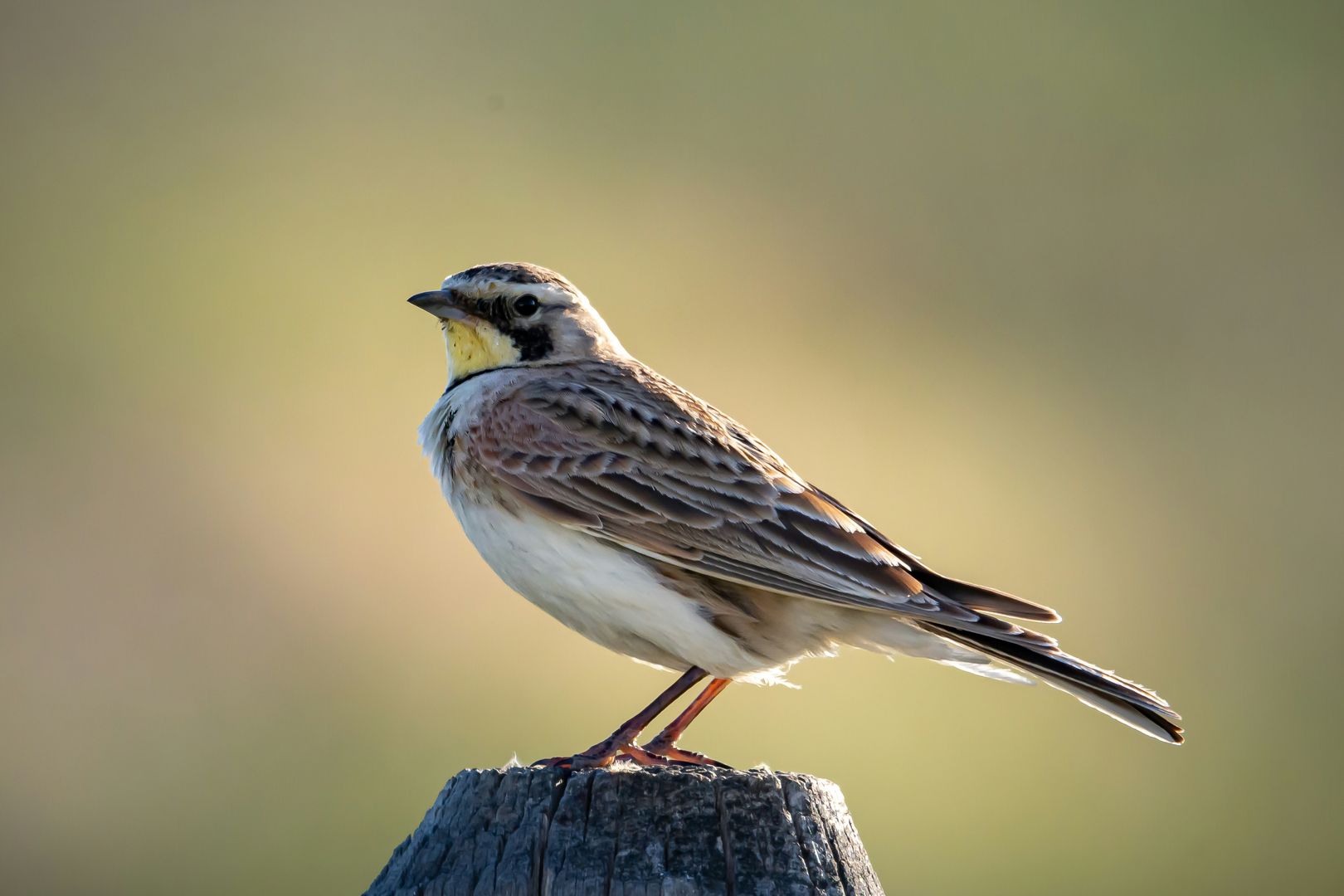 A Horned Lark