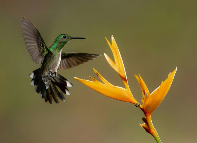 13 Plants for Hummingbird Migration in Arkansas