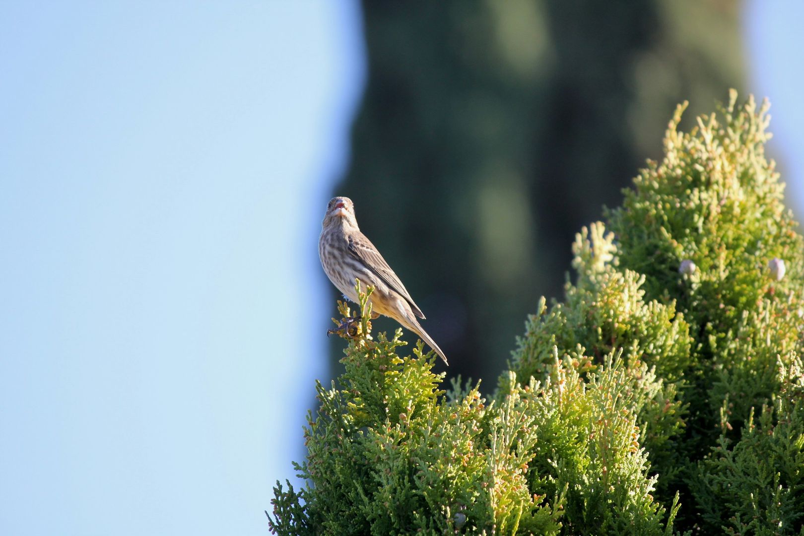 House Finch