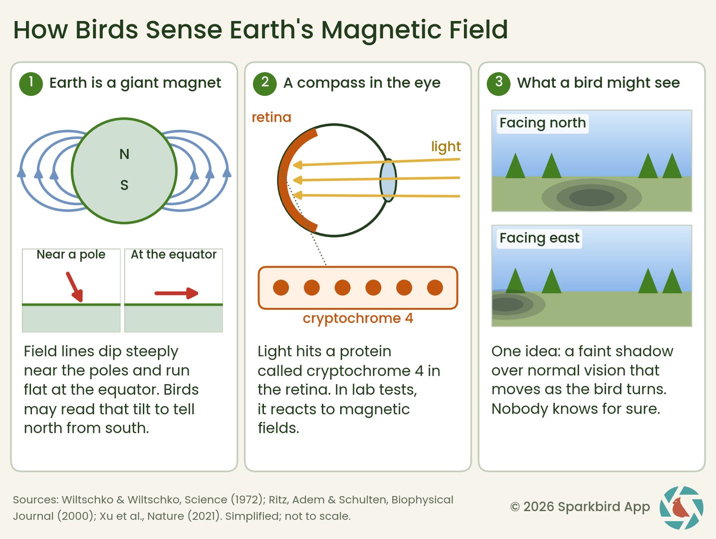 Diagram of how a bird might sense the earth's magnetic field.