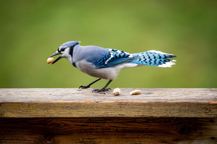 Do Blue Jays Migrate? The Surprising Answer