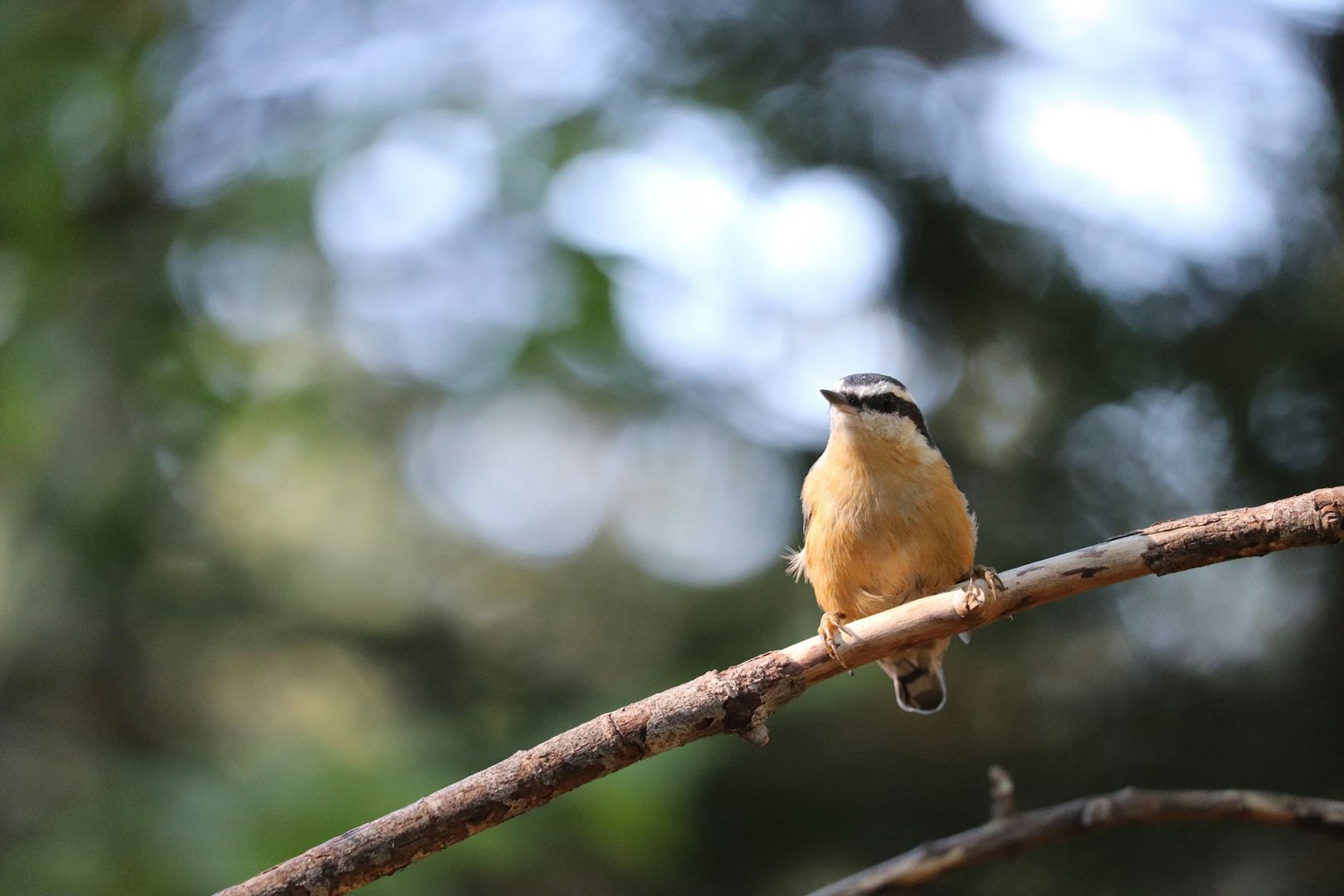 Red-breasted Nuthatch