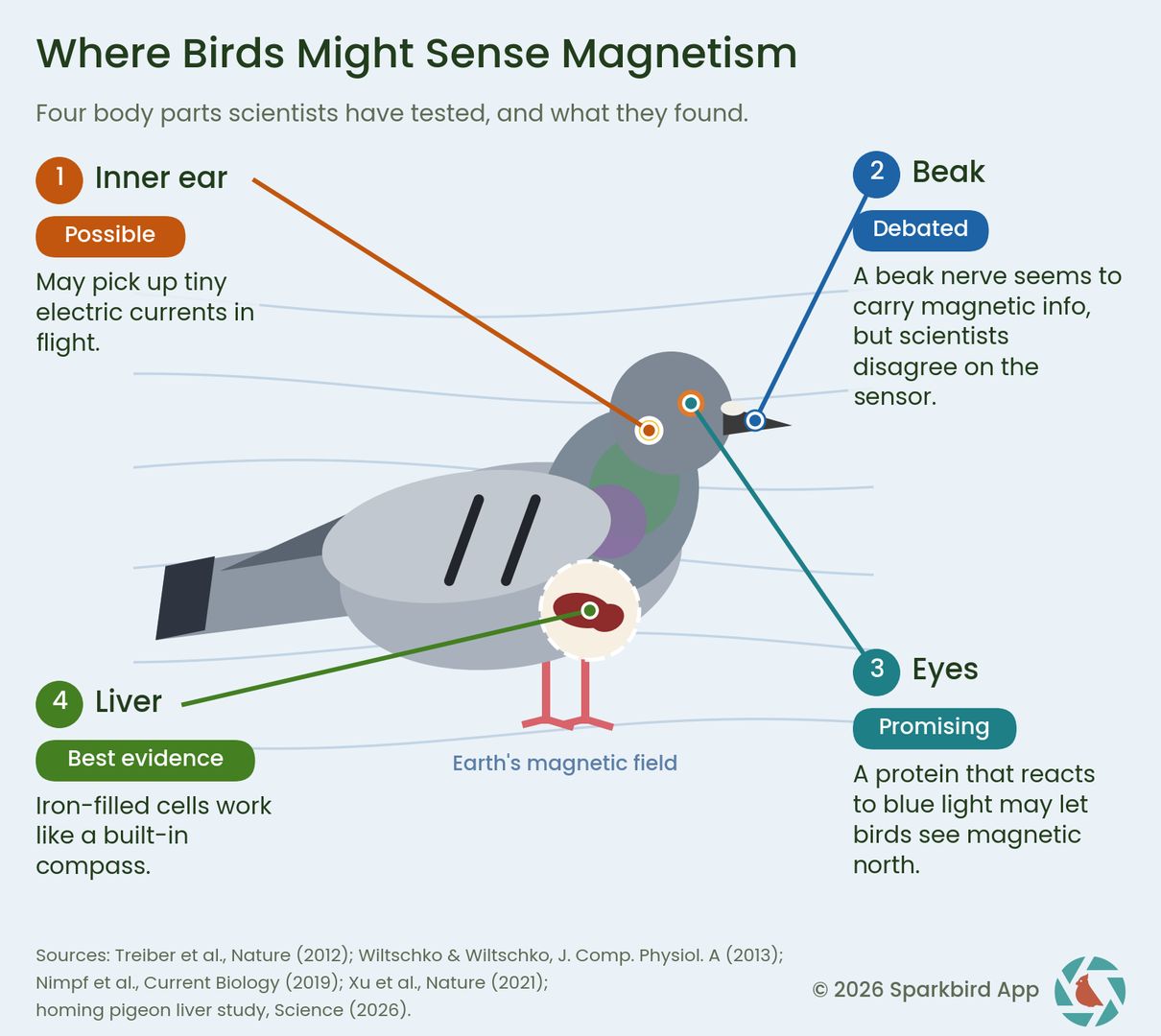 Diagram of how different body parts of a bird might detect magnetism.