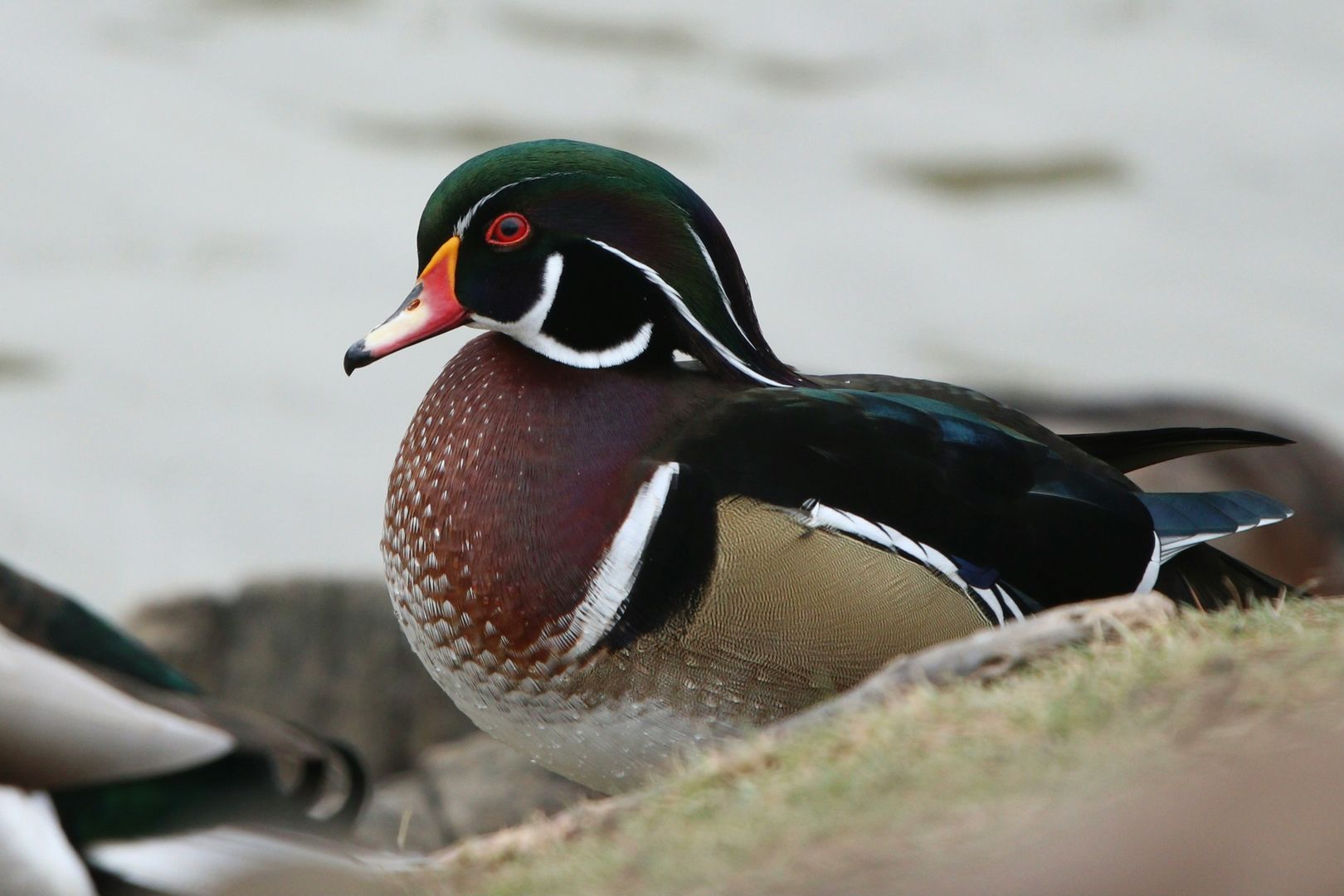 Close-up of a Wood Duck