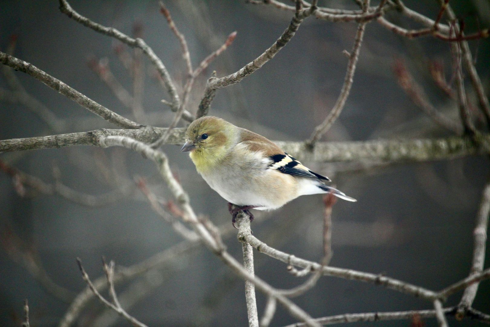 American Goldfinch