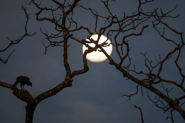 Where Do Birds Go at Night? (Some Are Flying Overhead)