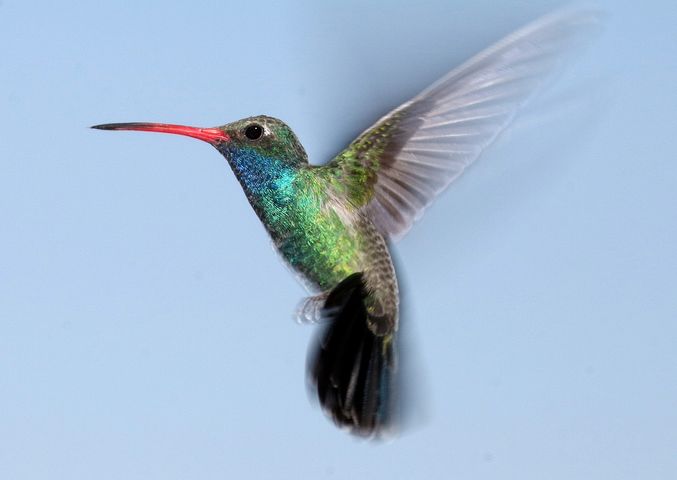 10 Interesting Facts about Hummingbirds 
