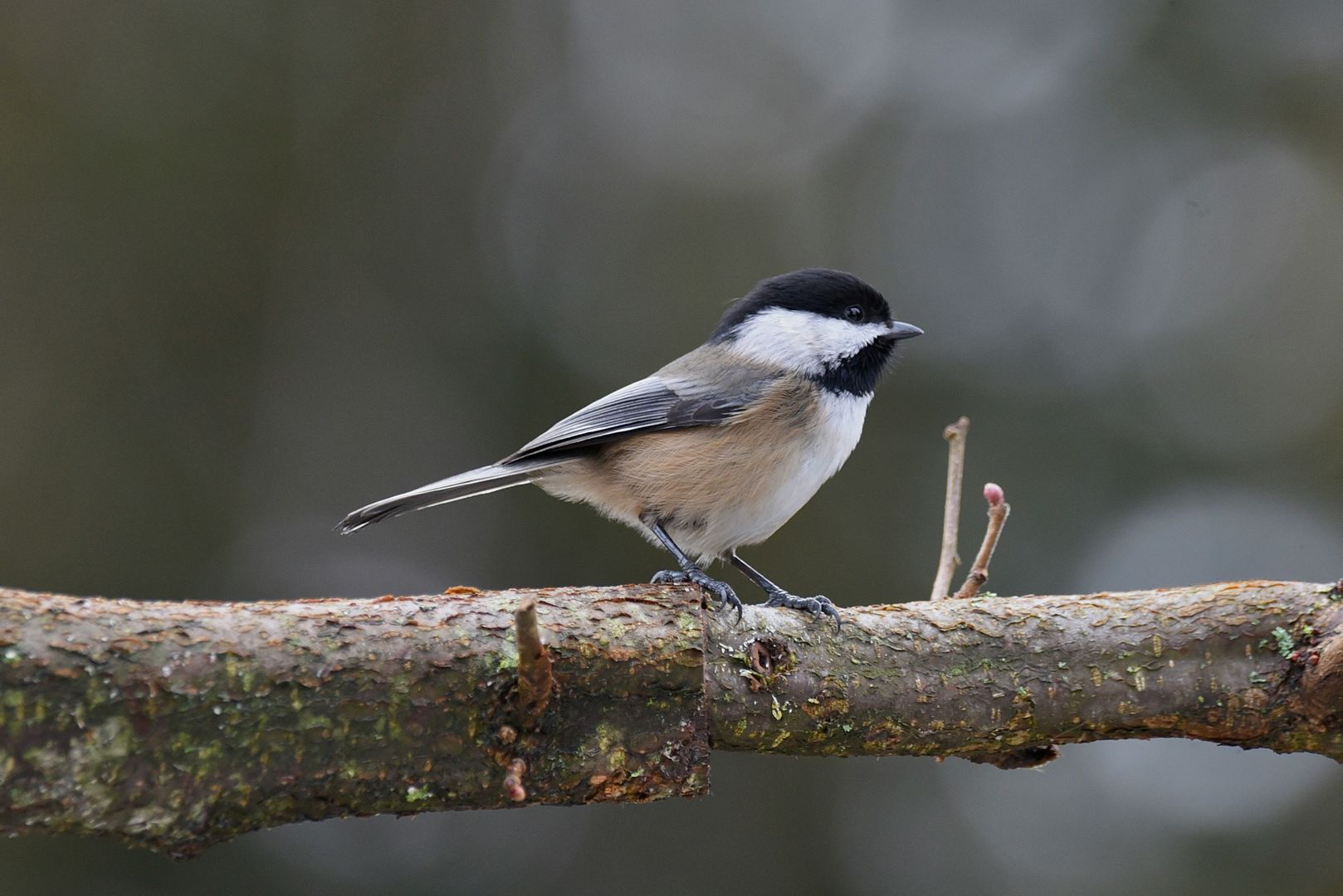 A Black-capped Chickadee on a tree branch