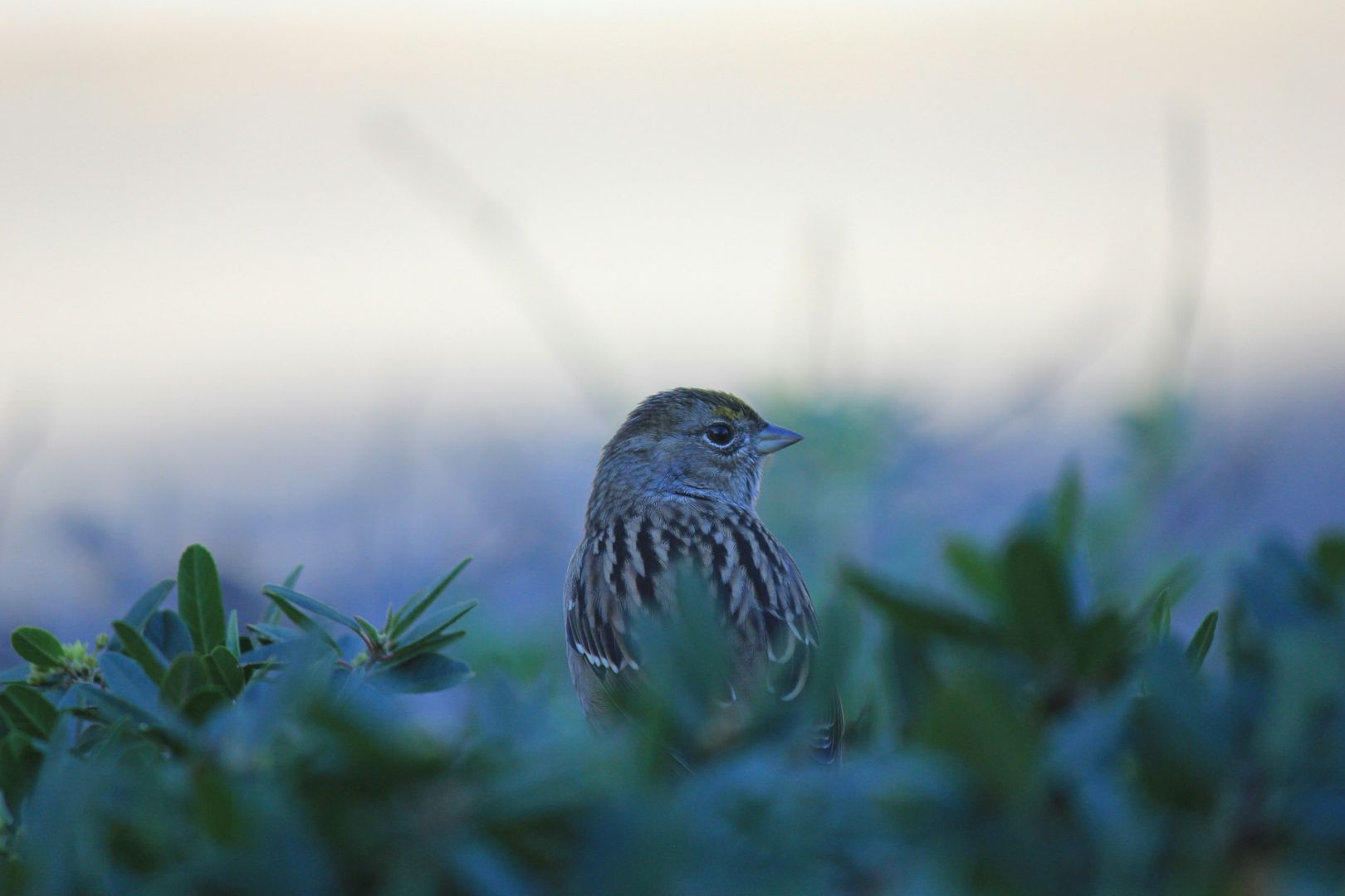Golden-crowned Sparrow