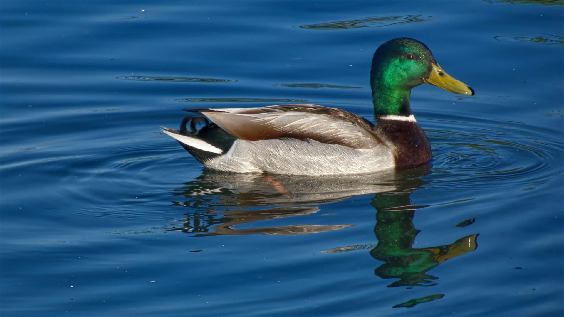 Mallard