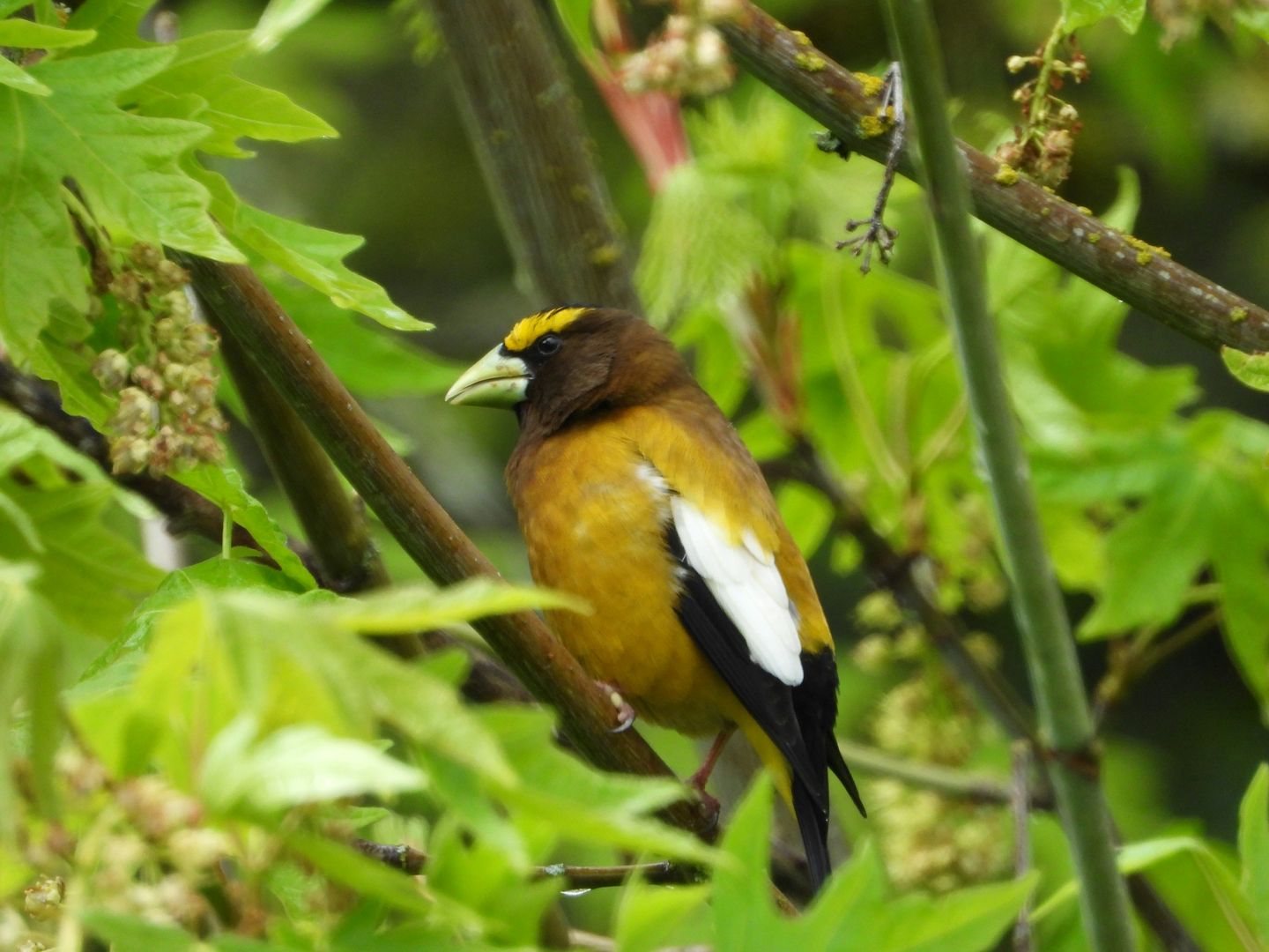 Evening Grosbeak