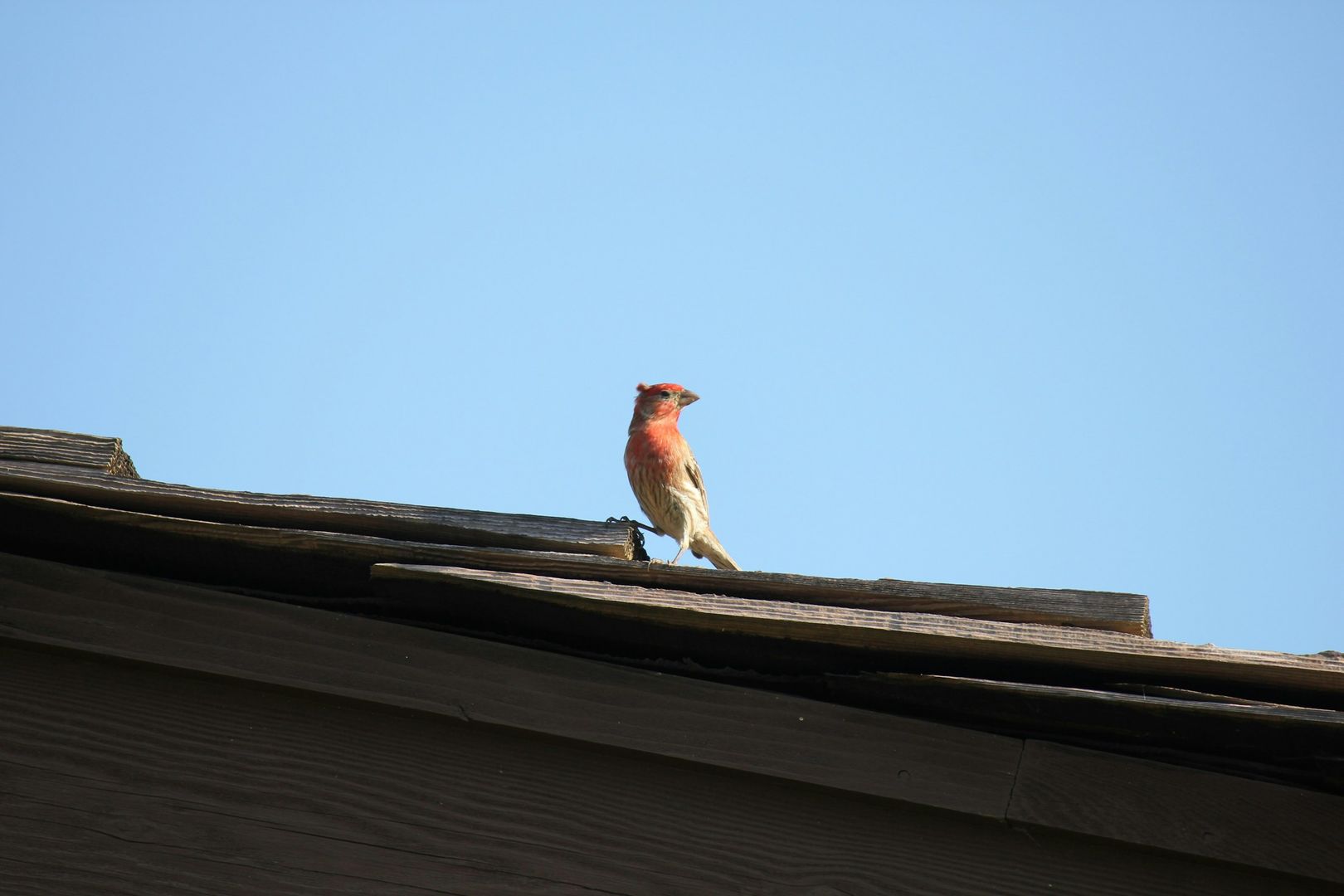 House Finch